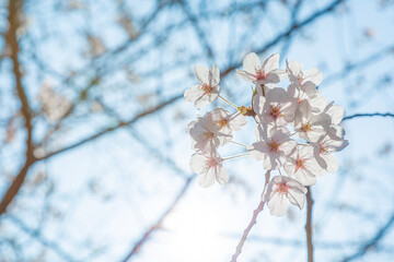 満開の桜（大阪・御霊神社）