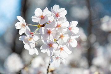 満開の桜（大阪・御霊神社）