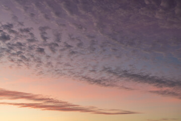 Altocumulus clouds in pretty pastels at sunrise