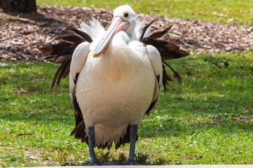 Pelican at the waterfront