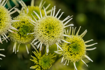 top view of chrysanthemum flowers