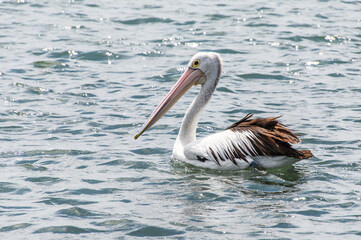 Pelican swimming in the sparkling waters of the bay