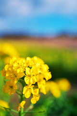Obraz premium 晴天の菜の花畑にで見る満開の花