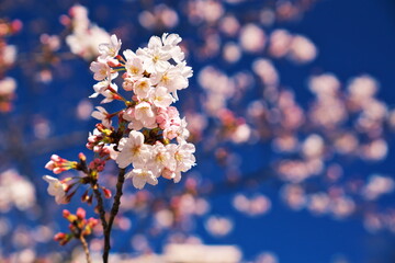 春の陽気に誘われて咲き始める桜