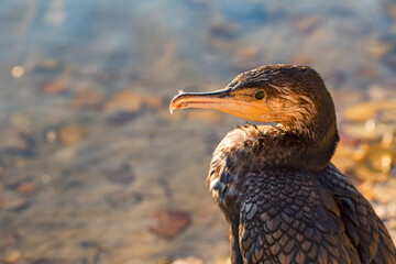 Close up of great Cormorant or Phalacrocorax carbo in wild nature