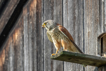 Turmfalke (Falco tinnunculus) Männchen am Nistkasten