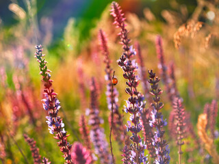 Multicolored wildflowers in the morning sun, beautiful sunlight of golden hue. Ladybug crawling on a stem of grass