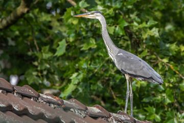 Graureiher (Ardea cinerea) Jungvogel