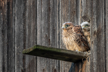 Turmfalke (Falco tinnunculus) Jungvögel am Nistkasten