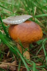 mushroom with a leaf on top, in green grass, autumn concept