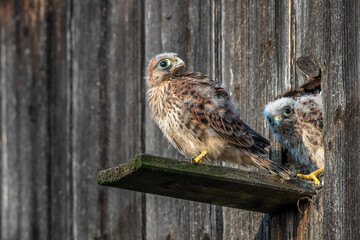 Turmfalke (Falco tinnunculus) Jungvögel am Nistkasten