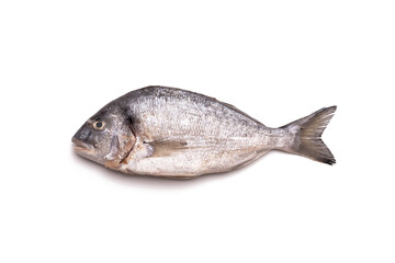 fresh fish. sea bream on white background