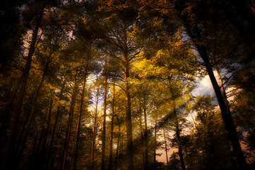 Sonnenstrahlen im goldenen Wald