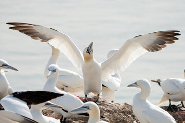 Fototapeta na wymiar A group of gannets, one of them standing with fully spread wings between the sitting birds