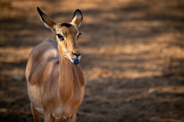 Close-up of female common impala extending tongue