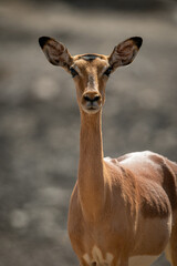 Close-up of female common impala facing camera