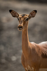 Naklejka na ściany i meble Close-up of female common impala in sun