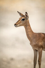 Close-up of female common impala looking left