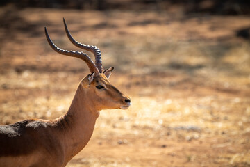 Close-up of male common impala eyeing camera