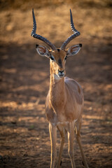 Close-up of male common impala facing camera