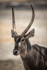 Close-up of male common waterbuck facing left