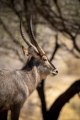 Close-up of male common waterbuck near trees