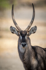 Close-up of male common waterbuck staring intently