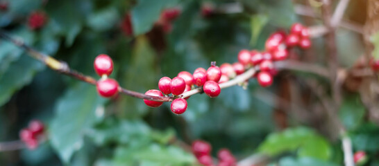 Coffee cherry fruit on its tree in the morning, organic coffee arabica bean ripening in farm and plantation. Agriculture industry, travel and Agritourism concept