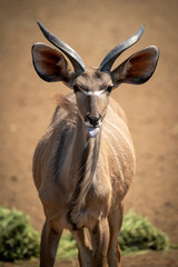 Close-up of male greater kudu extending tongue