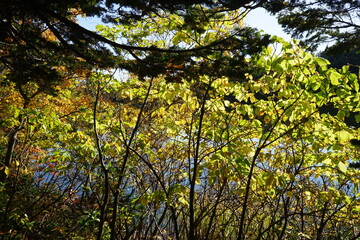 Fresh green leaves in autumn and blue background