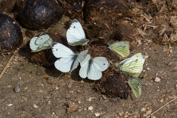 Rapsweißlinge (Pieris napi) an Pferdemist