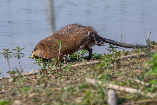 Bisam (Ondatra zibethicus)