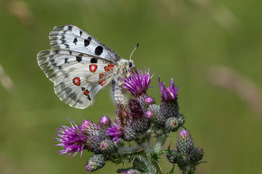 Roter Apollo (Parnassius apollo)