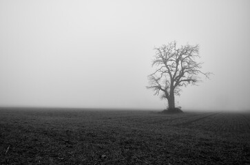 Single tree in a field and strong fog in creepy landscape