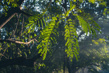 closeup of green leaf rows arrangement background nature