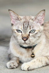 Fototapeta na wymiar Lovely gray cat face portrait , close up
