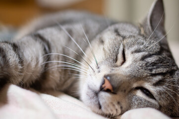 可愛い寝顔　サバトラ猫