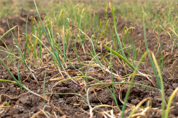 green grass on the field during sunset.agriculture landscape in spring time. onion green plant grow in the field .