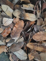 dry leaves