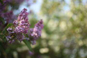 Purple lilac flowers spring blossom background in the nature