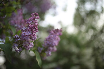 Purple lilac flowers spring blossom background in the nature