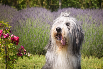 Bearded collie is sitting in levander. He looks so fluffy, he is so cute dog