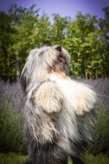 Bearded collie is begging in levander.  He looks so fluffy, he is so cute dog