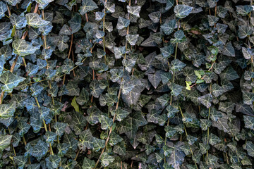 Green foliage with leaves glistening with raindrops