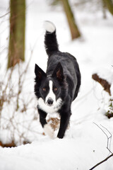 Border collie is going on trunk in snow. She look like fox on hunt.