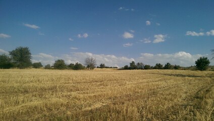 
wheat stubble