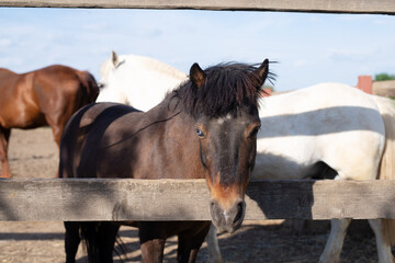 pony in paddock