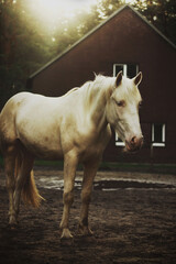 white horse in paddock