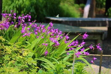 Obraz premium シラン 向島百花園