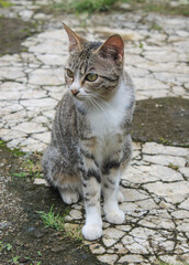 Cute cat relaxing outside